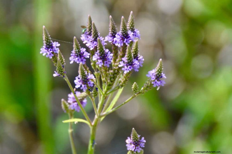 Best Rain Garden Plants for Natural Runoff Control | [Year]