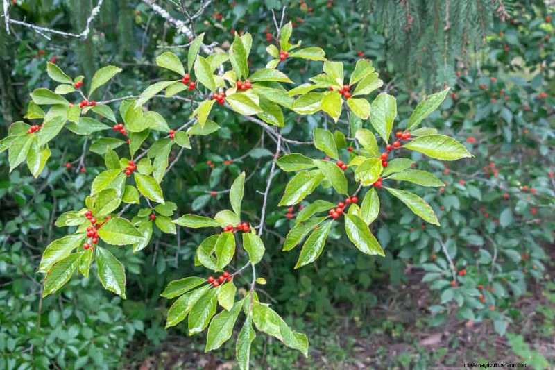 Best Rain Garden Plants for Natural Runoff Control | [Year]