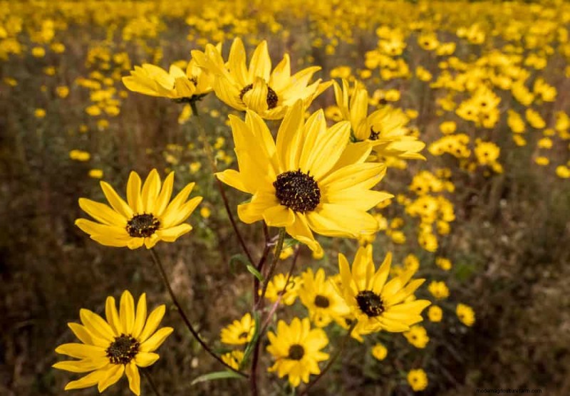 Best Rain Garden Plants for Natural Runoff Control | [Year]