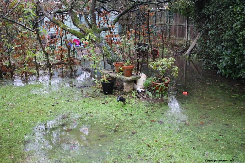 Best Rain Garden Plants for Natural Runoff Control | [Year]