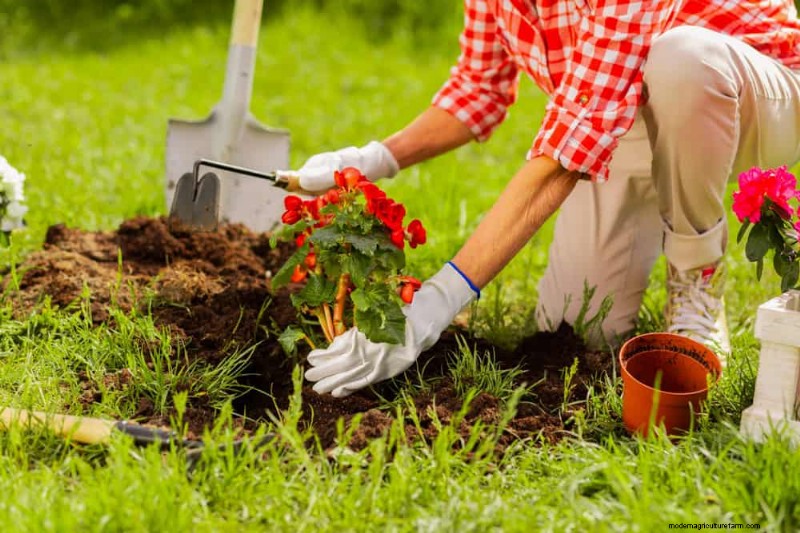 Easy-Care Houseplants for Beginners: 10 Low-Maintenance Choices