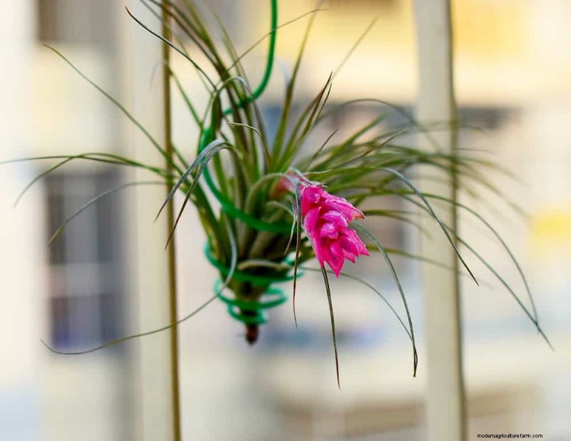 Easy-Care Houseplants for Beginners: 10 Low-Maintenance Choices