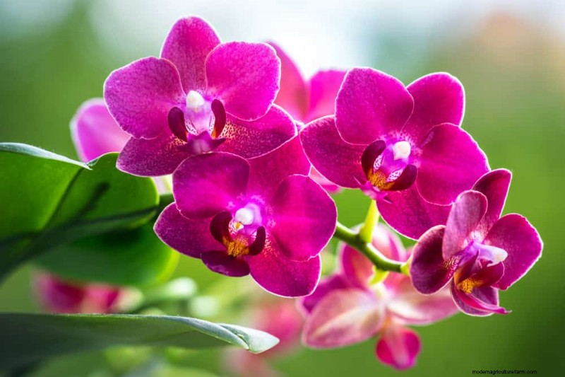 Easy-Care Houseplants for Beginners: 10 Low-Maintenance Choices