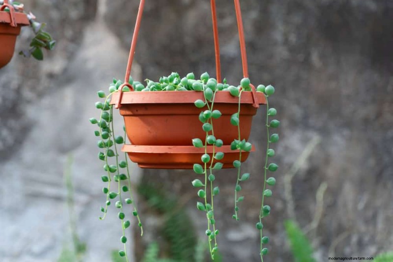 Easy-Care Houseplants for Beginners: 10 Low-Maintenance Choices