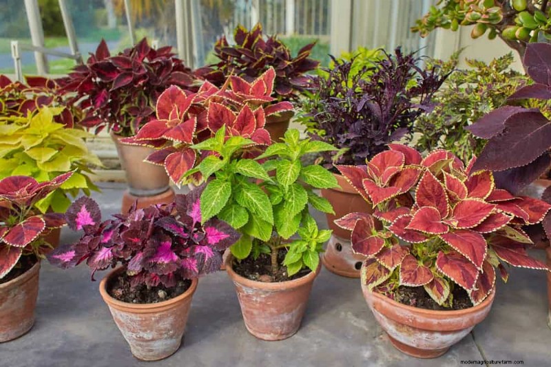 Easy-Care Houseplants for Beginners: 10 Low-Maintenance Choices