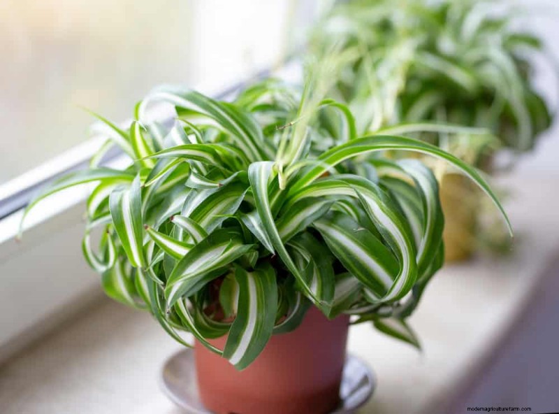 Easy-Care Houseplants for Beginners: 10 Low-Maintenance Choices