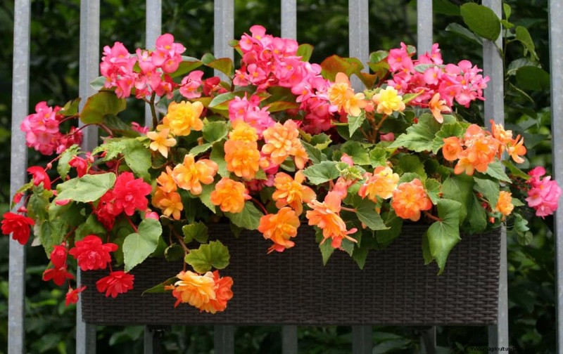 Easy-Care Houseplants for Beginners: 10 Low-Maintenance Choices