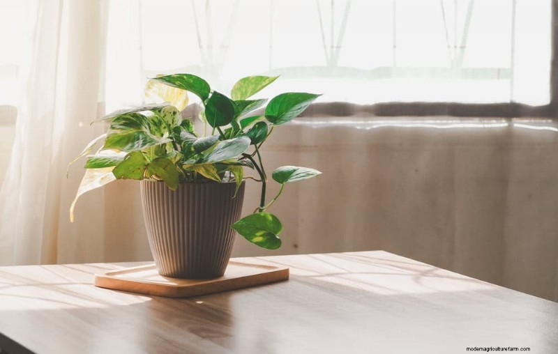 Easy-Care Houseplants for Beginners: 10 Low-Maintenance Choices