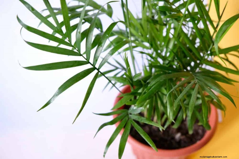 Easy-Care Houseplants for Beginners: 10 Low-Maintenance Choices