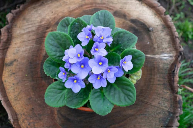 Easy-Care Houseplants for Beginners: 10 Low-Maintenance Choices