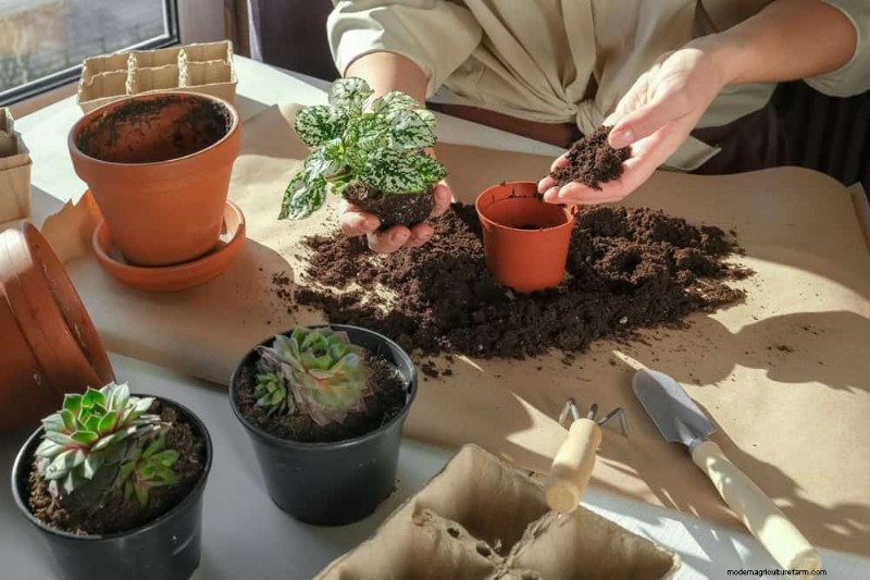 Easy-Care Houseplants for Beginners: 10 Low-Maintenance Choices