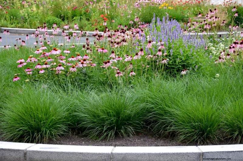 Ornamental Grasses: 12 Creative Landscaping Ideas