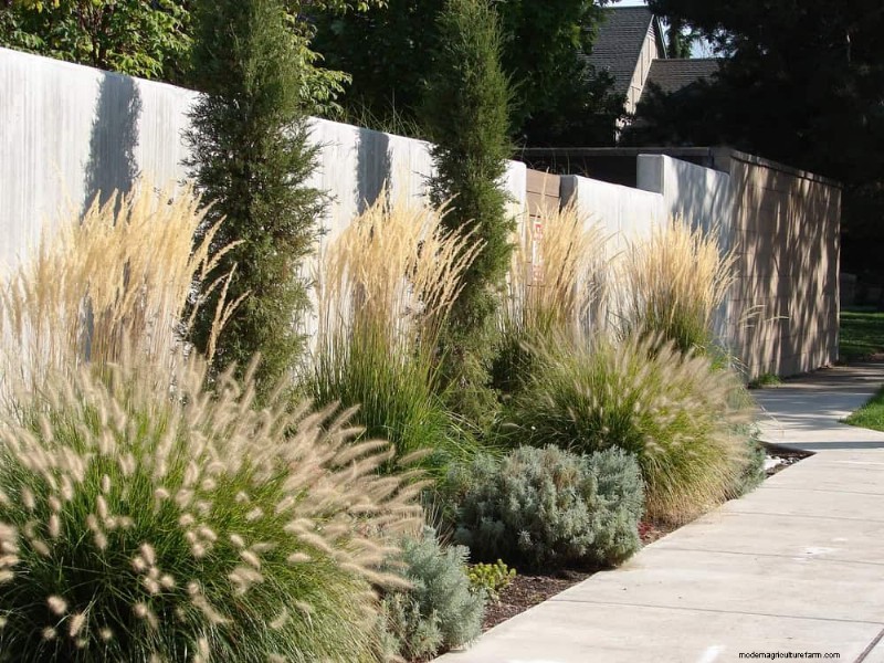 Ornamental Grasses: 12 Creative Landscaping Ideas