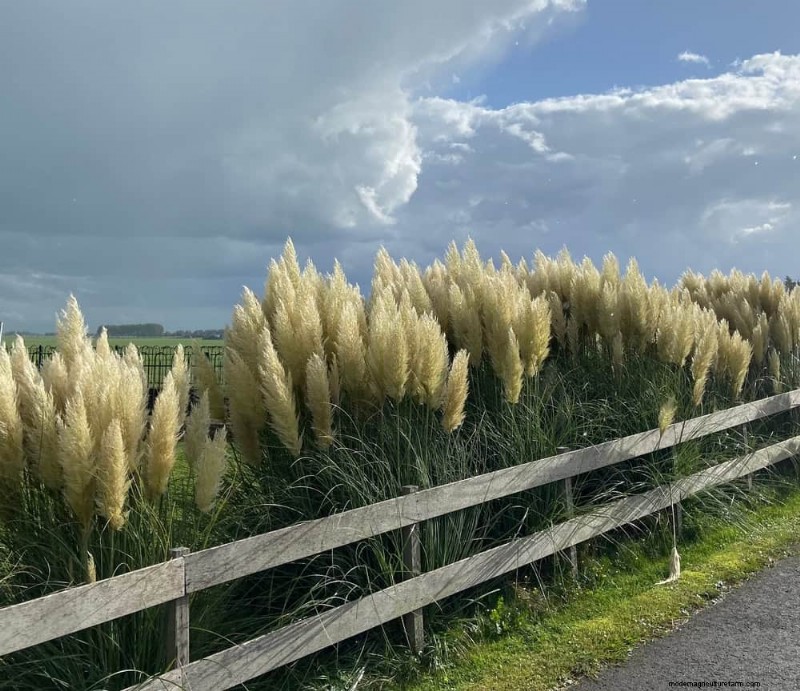 Ornamental Grasses: 12 Creative Landscaping Ideas