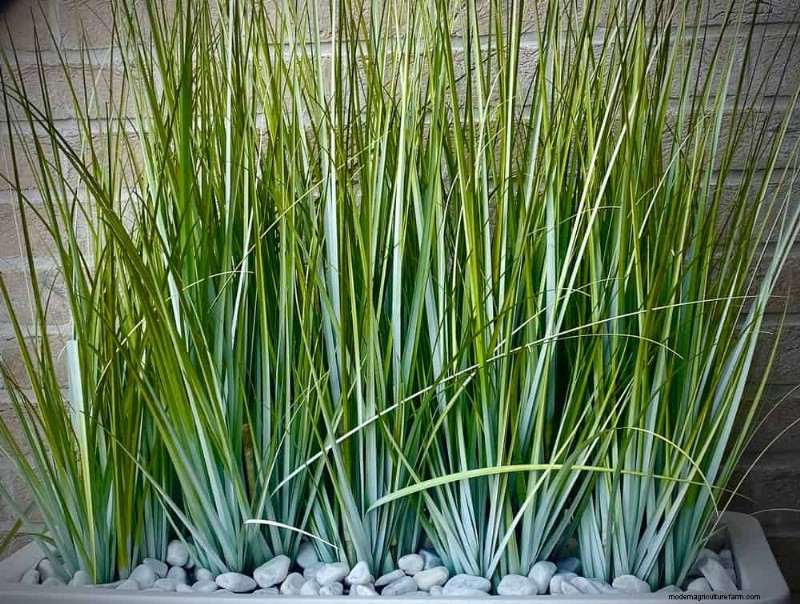 Ornamental Grasses: 12 Creative Landscaping Ideas