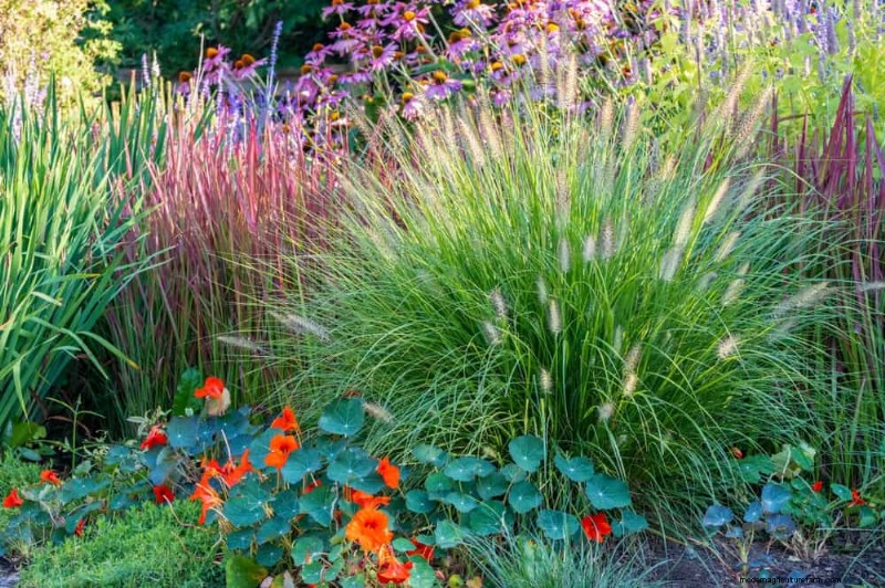 Ornamental Grasses: 12 Creative Landscaping Ideas
