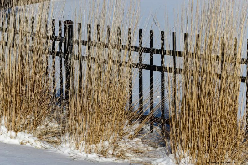 Ornamental Grasses: 12 Creative Landscaping Ideas