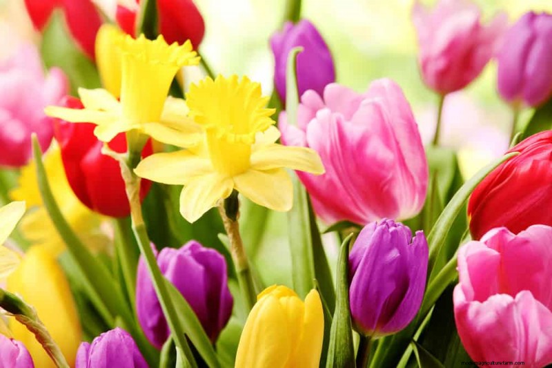 Spring Flower Pairings: 15 Stunning Combinations for Your Garden
