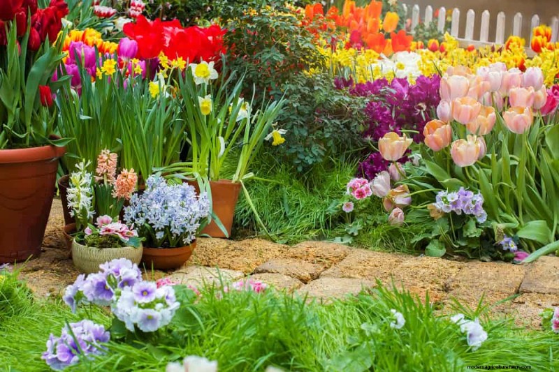 Spring Flower Pairings: 15 Stunning Combinations for Your Garden
