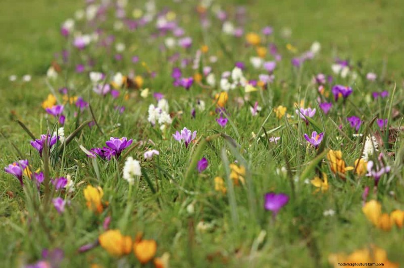 Spring Flower Pairings: 15 Stunning Combinations for Your Garden
