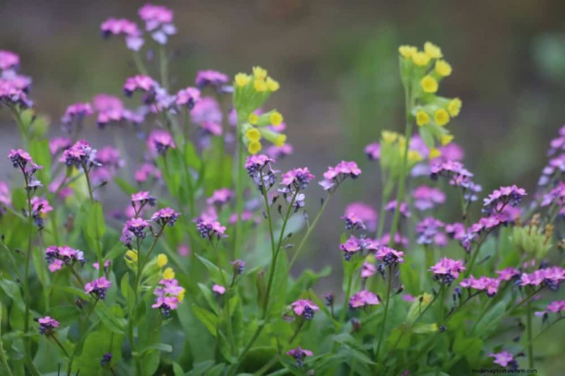 Spring Flower Pairings: 15 Stunning Combinations for Your Garden