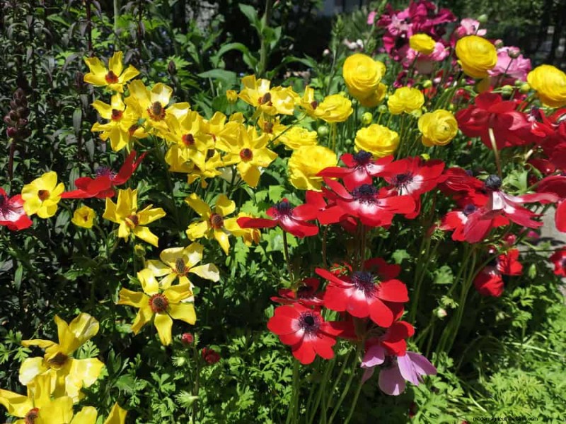 Spring Flower Pairings: 15 Stunning Combinations for Your Garden