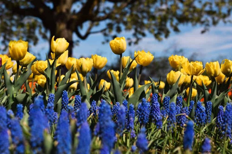 Spring Flower Pairings: 15 Stunning Combinations for Your Garden
