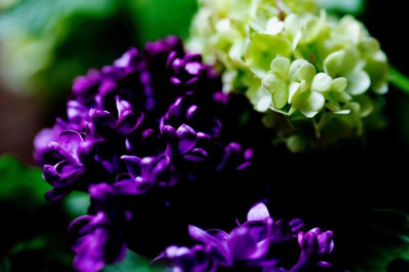 Spring Flower Pairings: 15 Stunning Combinations for Your Garden