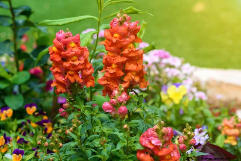 Spring Flower Pairings: 15 Stunning Combinations for Your Garden