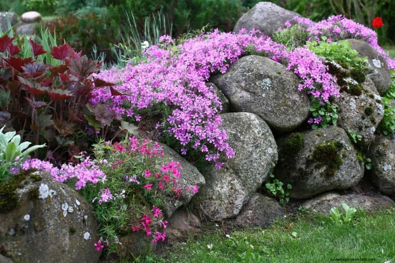 Spring Flower Pairings: 15 Stunning Combinations for Your Garden