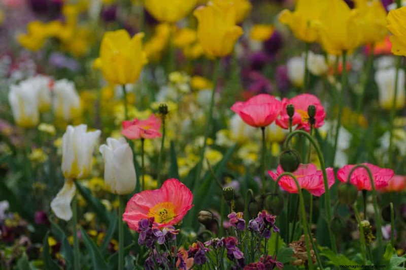 Spring Flower Pairings: 15 Stunning Combinations for Your Garden