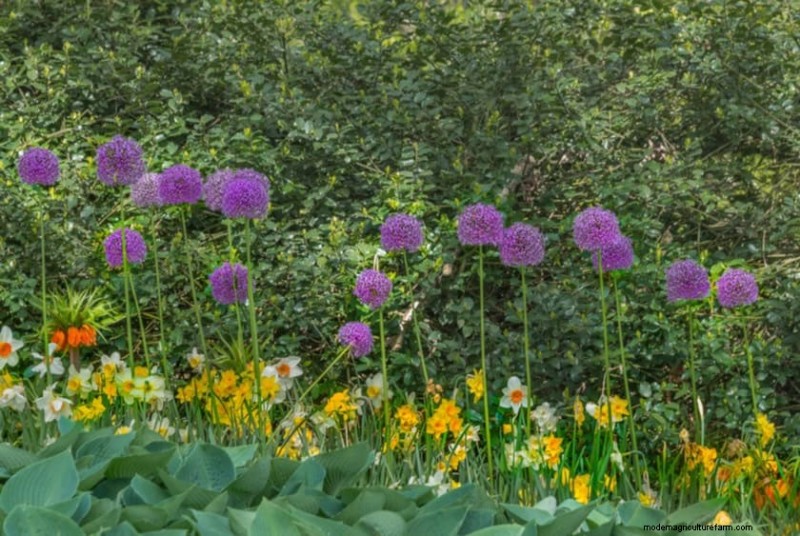 Spring Flower Pairings: 15 Stunning Combinations for Your Garden