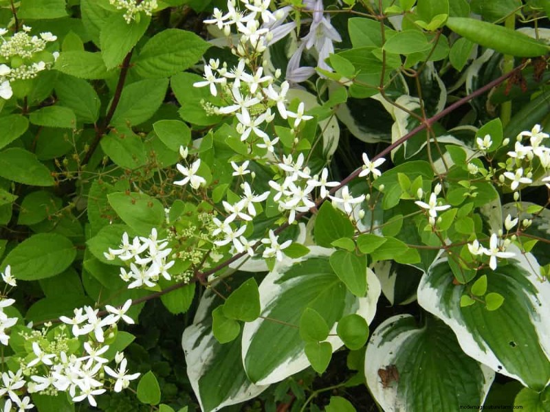 Spring Flower Pairings: 15 Stunning Combinations for Your Garden