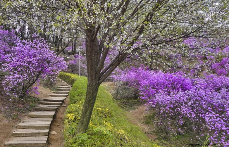 Spring Flower Pairings: 15 Stunning Combinations for Your Garden