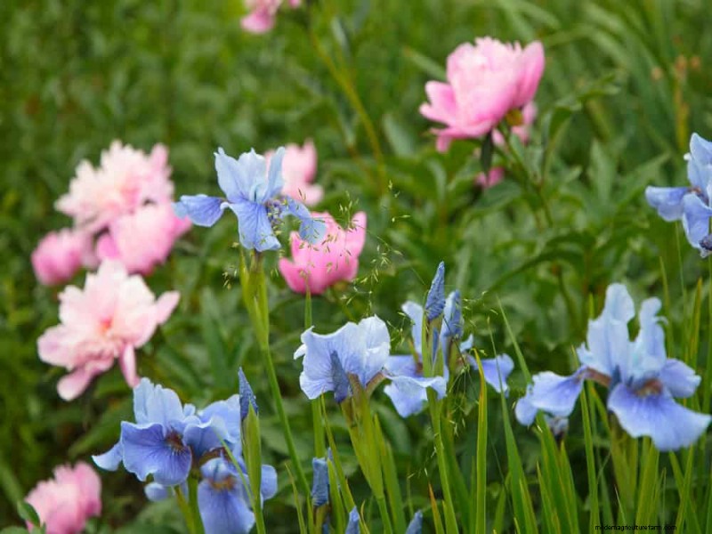 Spring Flower Pairings: 15 Stunning Combinations for Your Garden