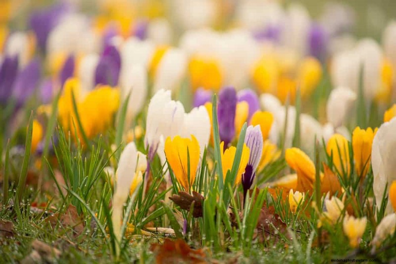 Spring Flower Pairings: 15 Stunning Combinations for Your Garden
