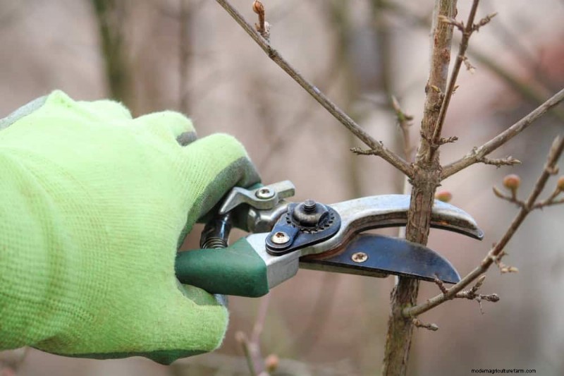 Spring Garden Prep: Essential Tasks for March | [Your Brand]