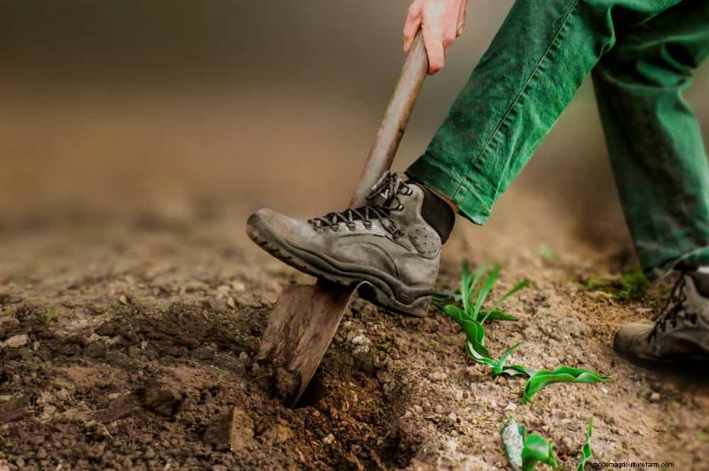 Spring Garden Prep: Essential Tasks for March | [Your Brand]