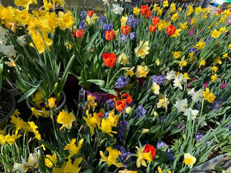 Plant Bulbs Now for a Stunning Spring Garden: Top 12 Choices
