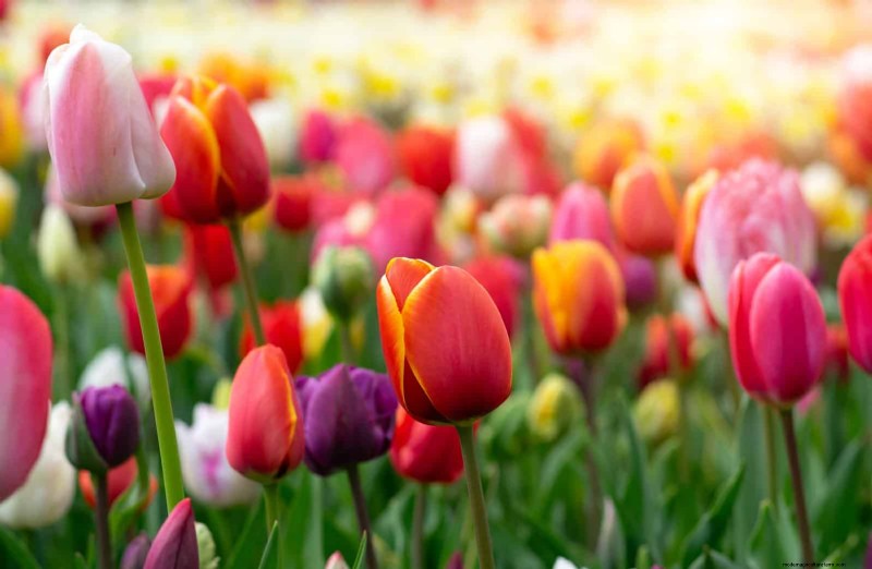 Plant Bulbs Now for a Stunning Spring Garden: Top 12 Choices