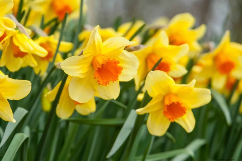 Plant Bulbs Now for a Stunning Spring Garden: Top 12 Choices