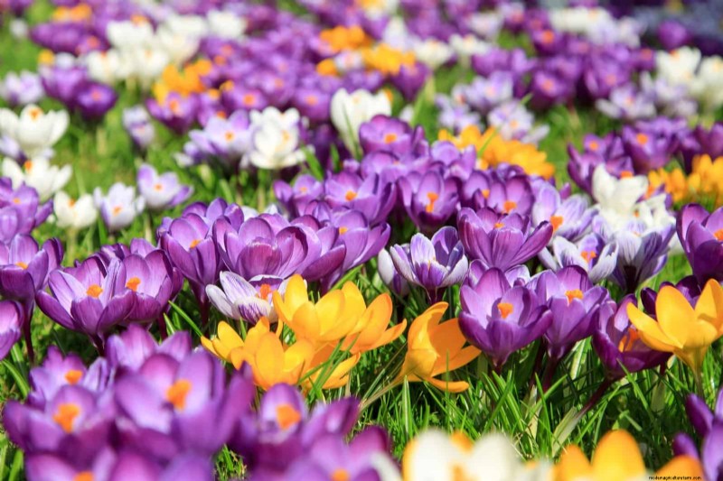 Plant Bulbs Now for a Stunning Spring Garden: Top 12 Choices