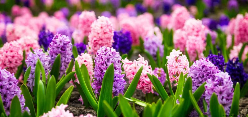 Plant Bulbs Now for a Stunning Spring Garden: Top 12 Choices