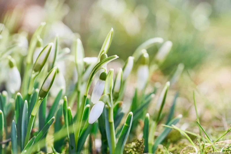 Plant Bulbs Now for a Stunning Spring Garden: Top 12 Choices