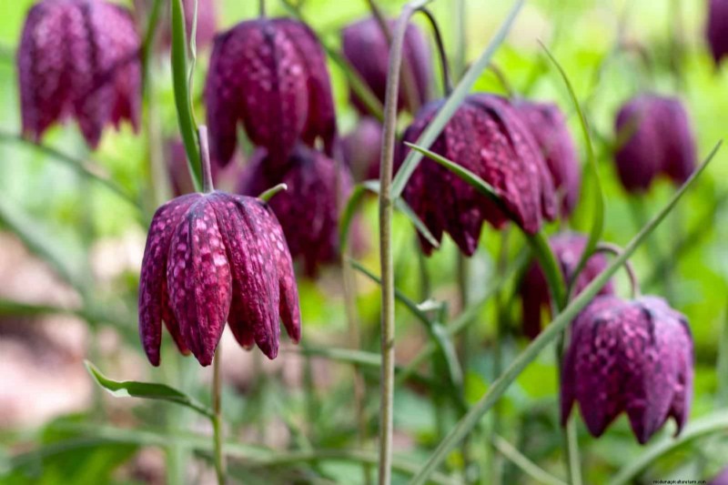 Plant Bulbs Now for a Stunning Spring Garden: Top 12 Choices