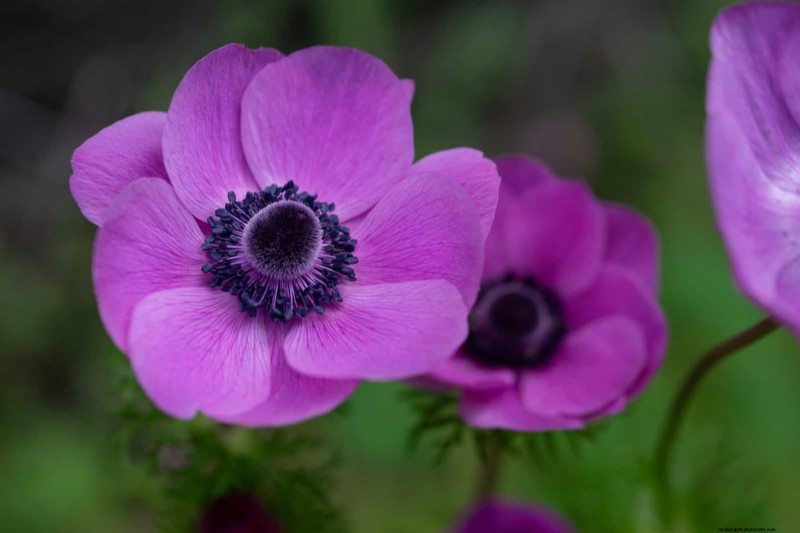 Plant Bulbs Now for a Stunning Spring Garden: Top 12 Choices