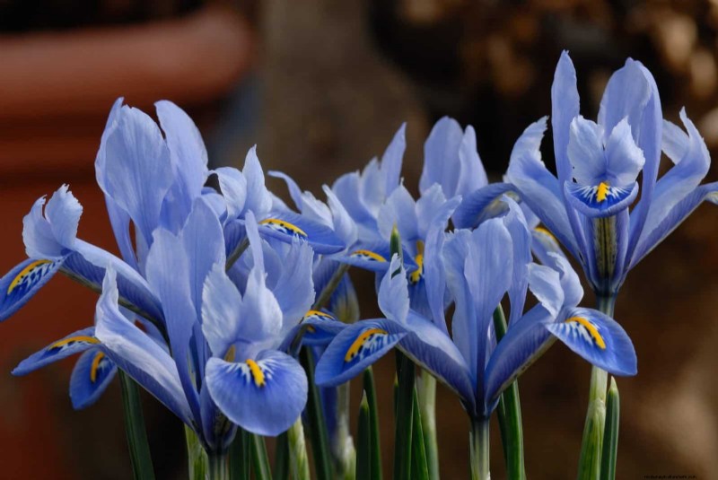 Plant Bulbs Now for a Stunning Spring Garden: Top 12 Choices
