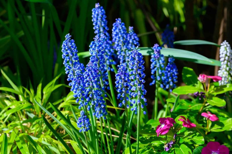 Plant Bulbs Now for a Stunning Spring Garden: Top 12 Choices