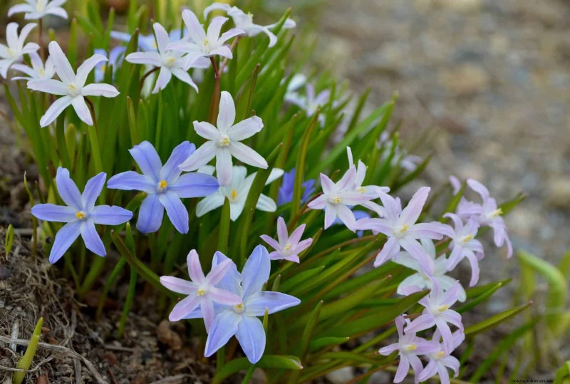 Plant Bulbs Now for a Stunning Spring Garden: Top 12 Choices
