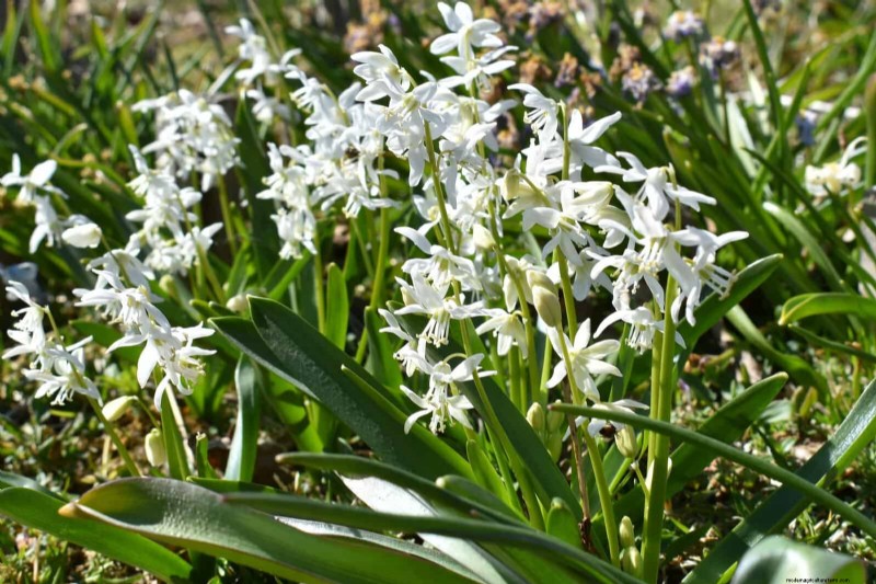 Plant Bulbs Now for a Stunning Spring Garden: Top 12 Choices